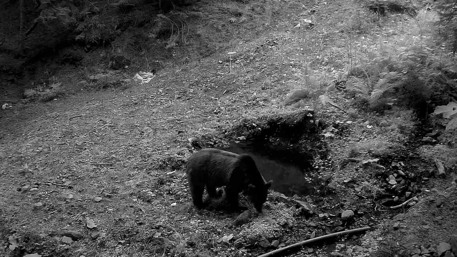 Bolu’da yaban hayatı fotokapanlarla görüntülendi
