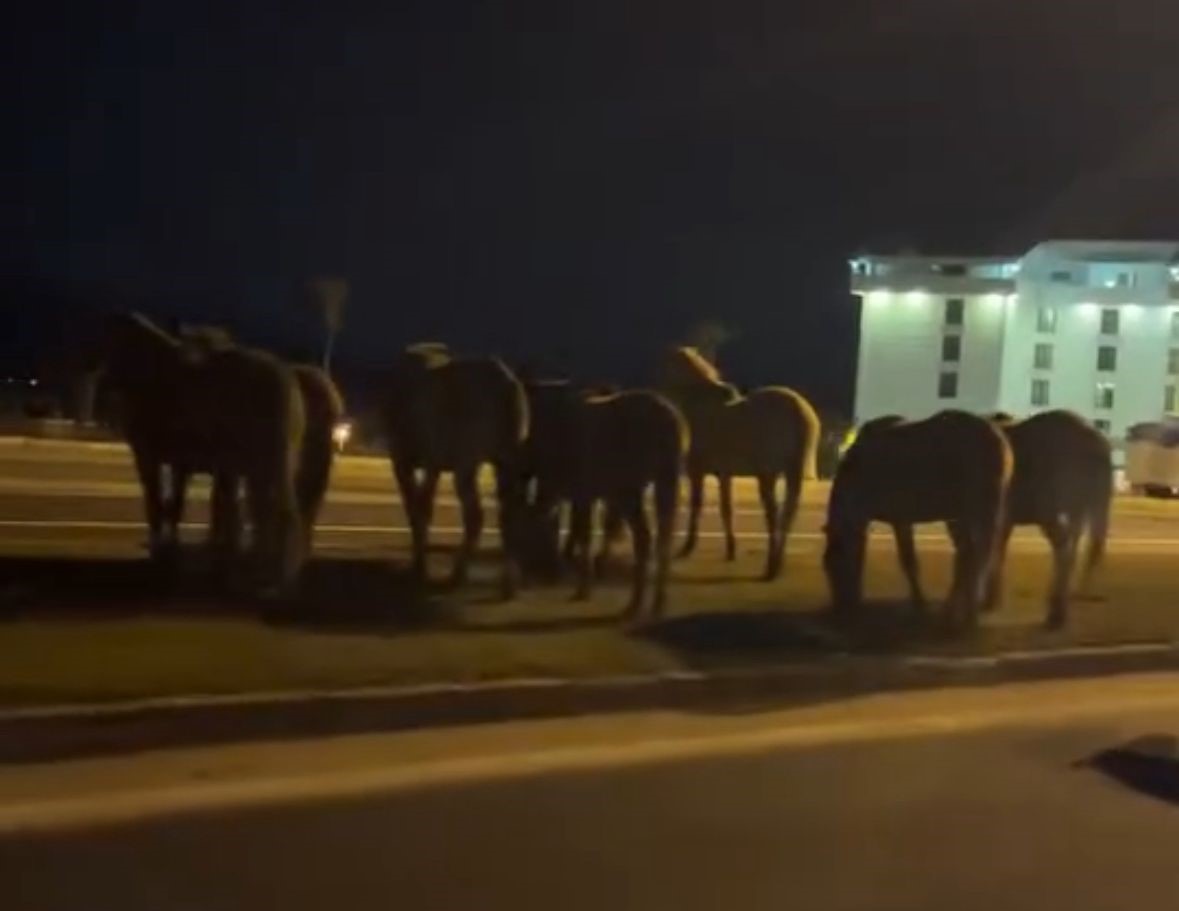 Bolu’da yılkı atları D-100’e indi: Orta refüjde otladılar
