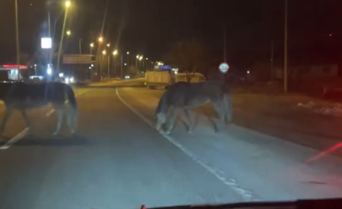 Bolu’da yılkı atları D-100’e indi: Orta refüjde otladılar
