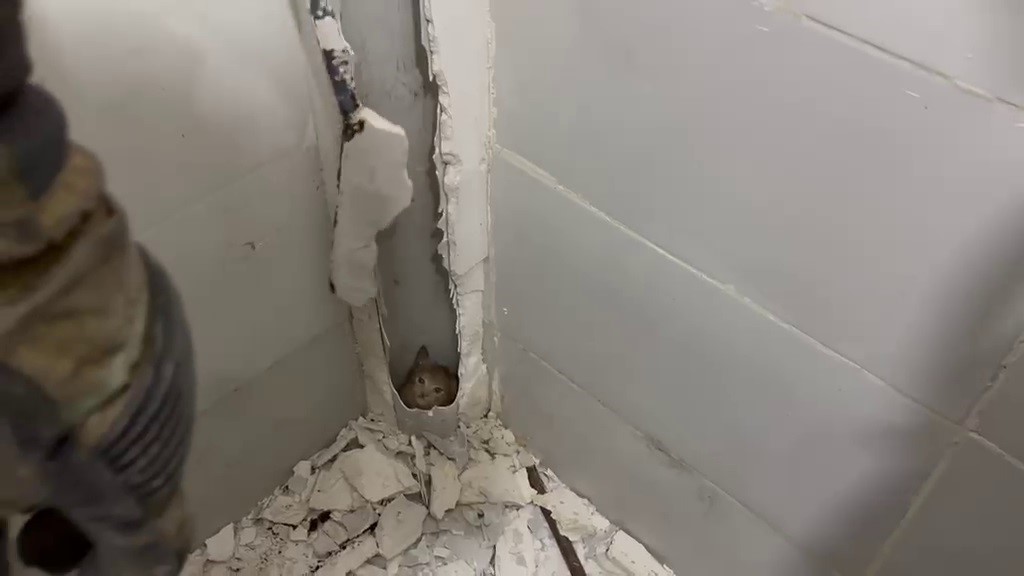 Boruda mahsur kalan kedi duvar kırılarak kurtarıldı
