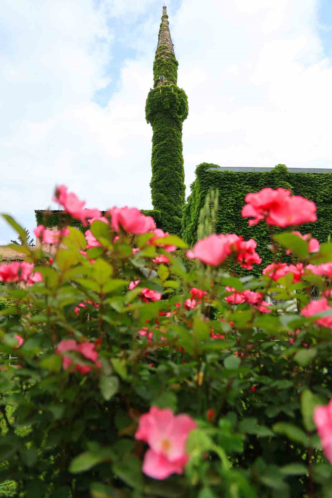 Botanik bahçeyi andıran cami, yeniden sarmaşıklarına kavuştu
