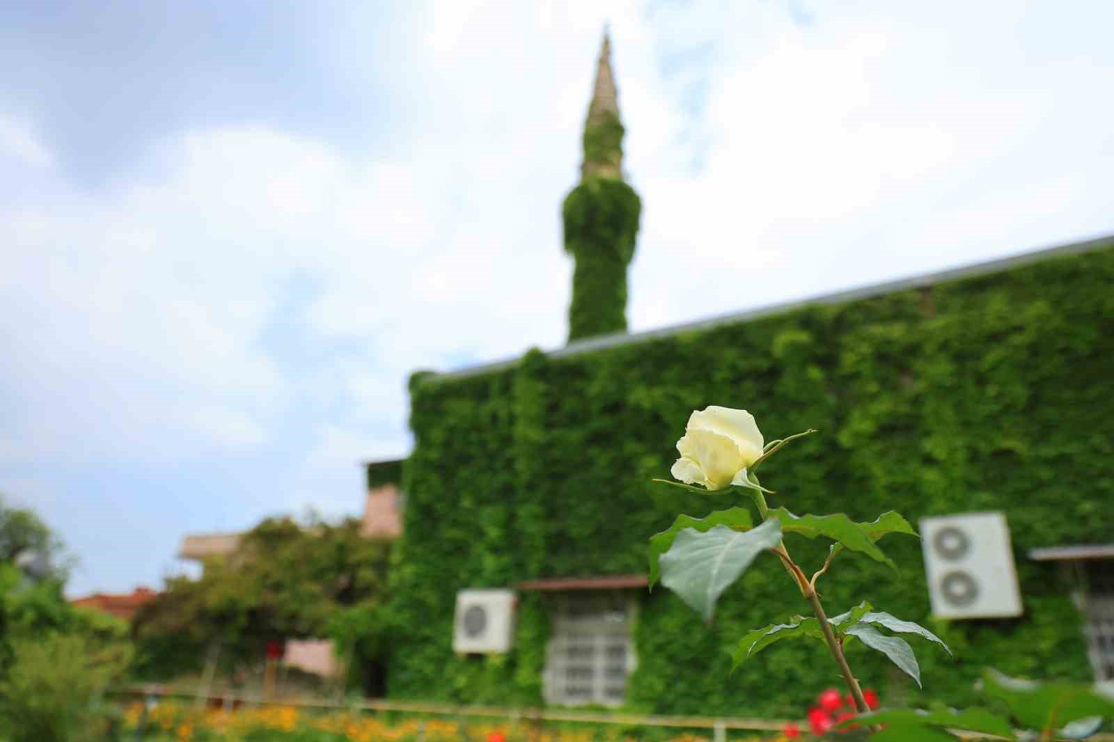 Botanik bahçeyi andıran cami, yeniden sarmaşıklarına kavuştu
