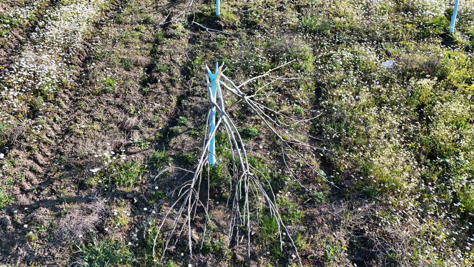 Böyle öfke görülmedi, bir gecede yüzlerce incir ve zeytin ağacını kesip ortadan kayboldular
