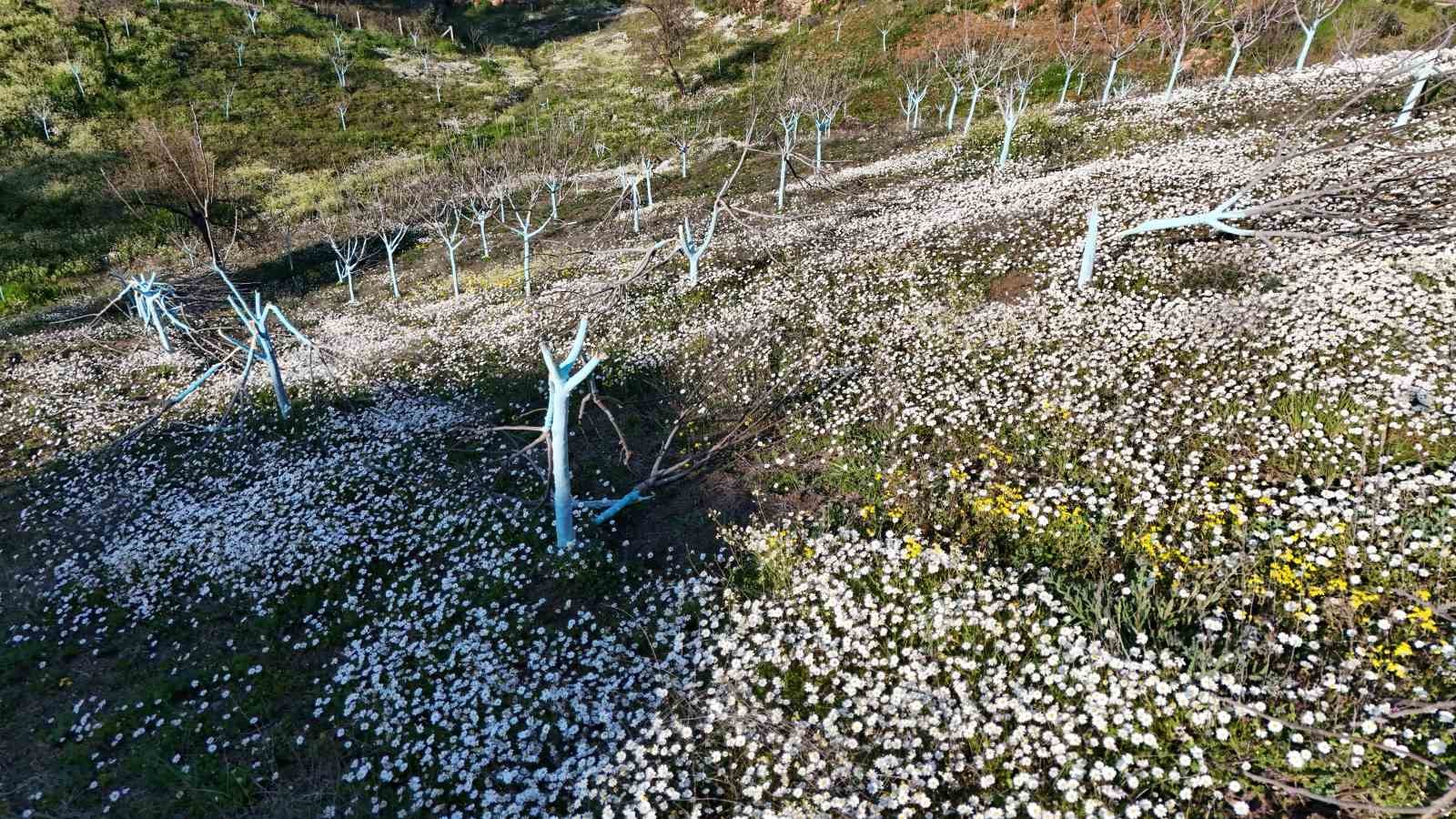 Böyle öfke görülmedi, bir gecede yüzlerce incir ve zeytin ağacını kesip ortadan kayboldular
