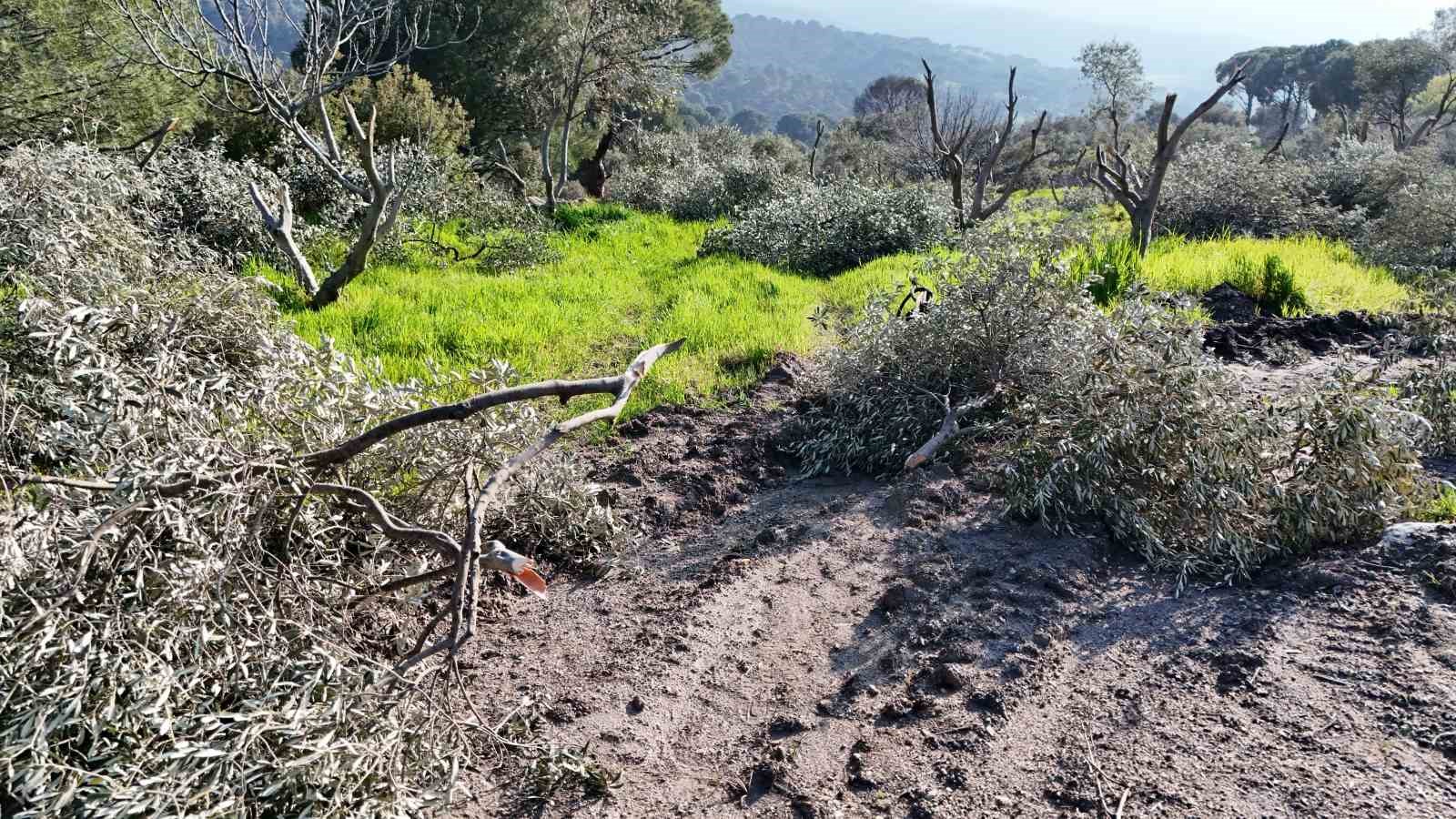 Böyle öfke görülmedi, bir gecede yüzlerce incir ve zeytin ağacını kesip ortadan kayboldular
