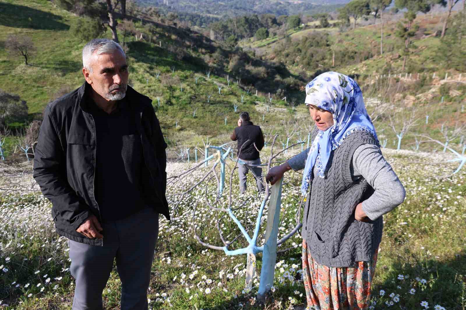 Böyle öfke görülmedi, bir gecede yüzlerce incir ve zeytin ağacını kesip ortadan kayboldular
