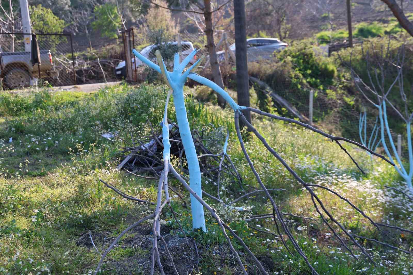 Böyle öfke görülmedi, bir gecede yüzlerce incir ve zeytin ağacını kesip ortadan kayboldular
