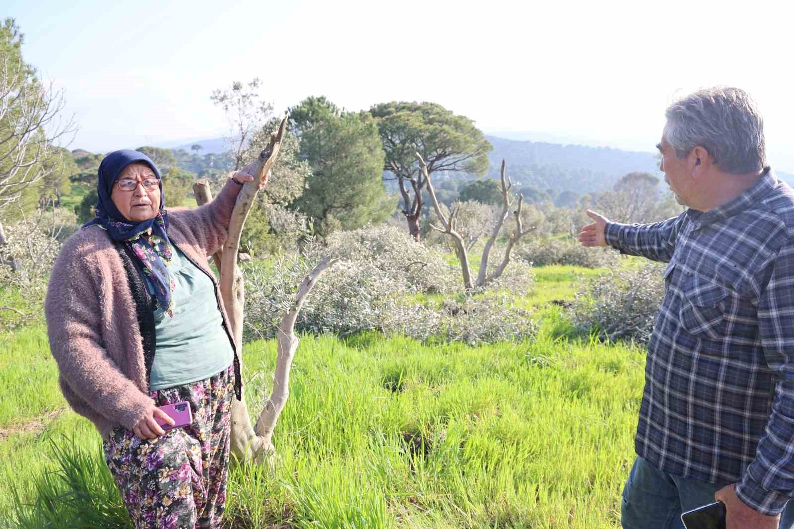 Böyle öfke görülmedi, bir gecede yüzlerce incir ve zeytin ağacını kesip ortadan kayboldular
