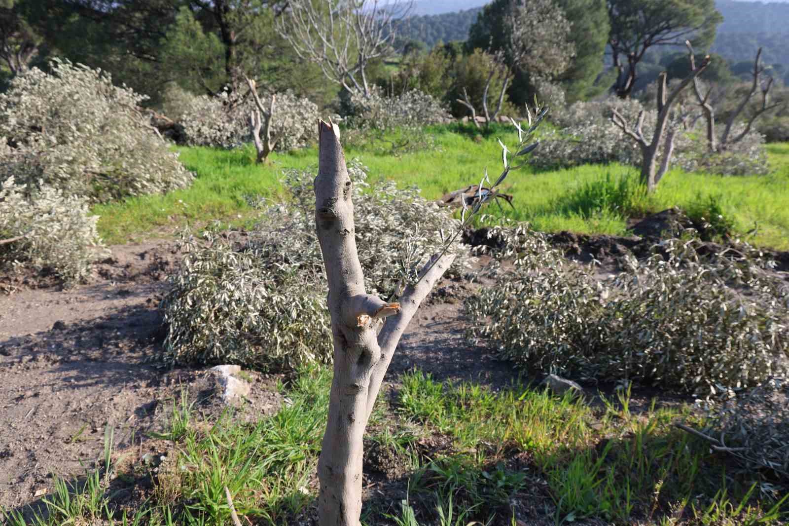 Böyle öfke görülmedi, bir gecede yüzlerce incir ve zeytin ağacını kesip ortadan kayboldular
