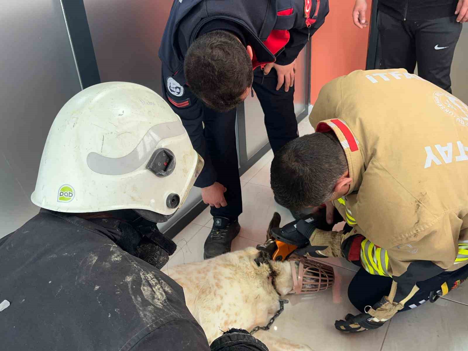 Boynuna zincir sıkışan köpeğin imdadına itfaiye yetişti
