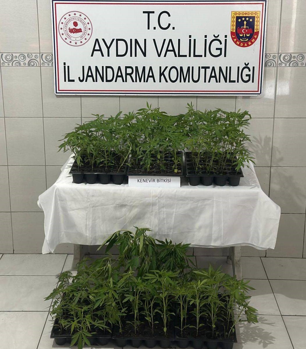 Bozdoğan’da 174 kök kenevir ele geçirildi
