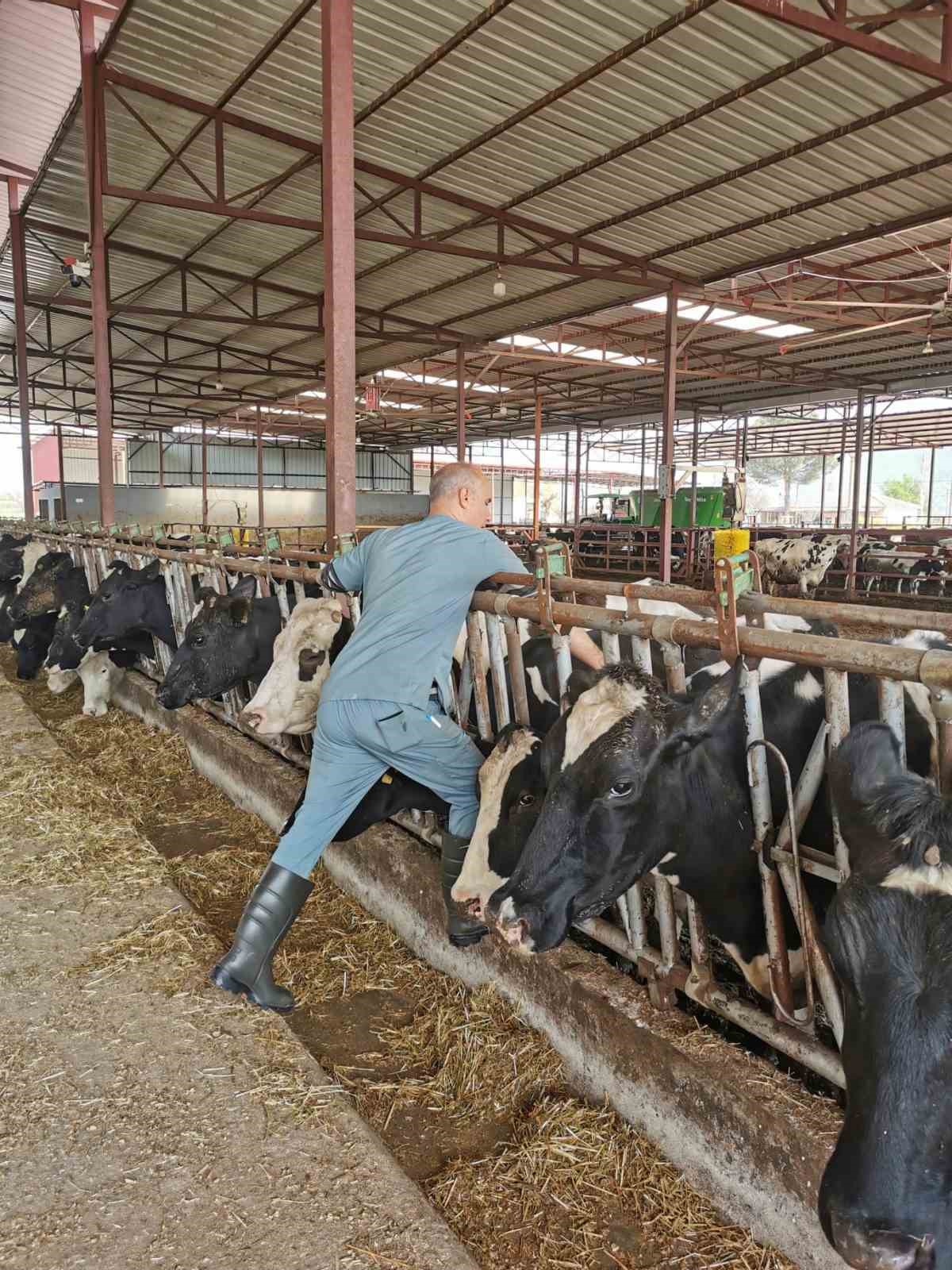 Bozdoğan’da aşı ve küpeleme çalışmaları sürüyor
