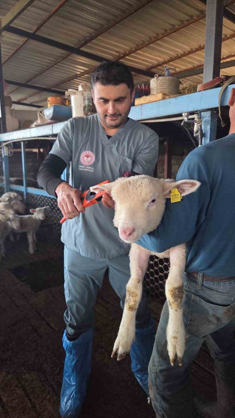 Bozdoğan’da aşı ve küpeleme çalışmaları sürüyor
