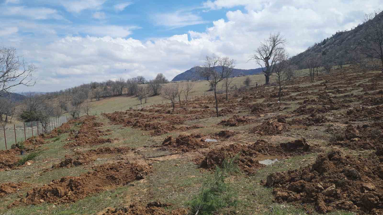 Bozkır’da 13 dönümlük alanda dev ağaçlandırma projesi
