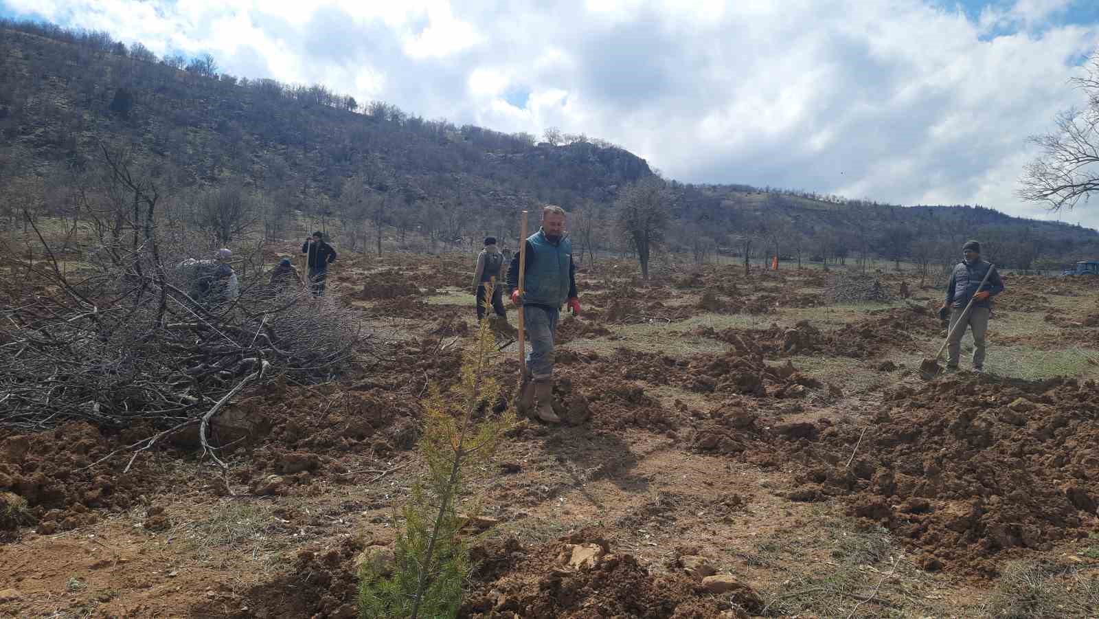 Bozkır’da 13 dönümlük alanda dev ağaçlandırma projesi
