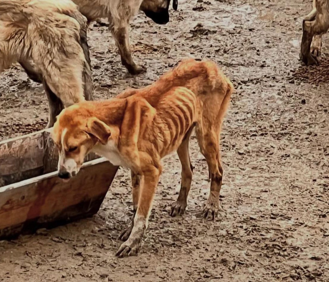 Bozüyük Belediyesi’ne ait barınakta aç kalan köpekler birbirini yedi
