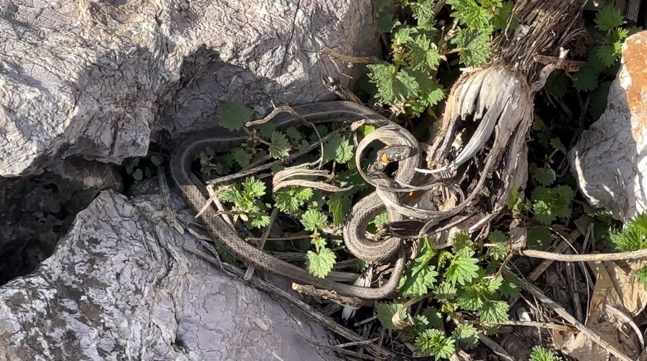 Brezilya’nın ‘Yılan Adası’ değil Yüksekova
