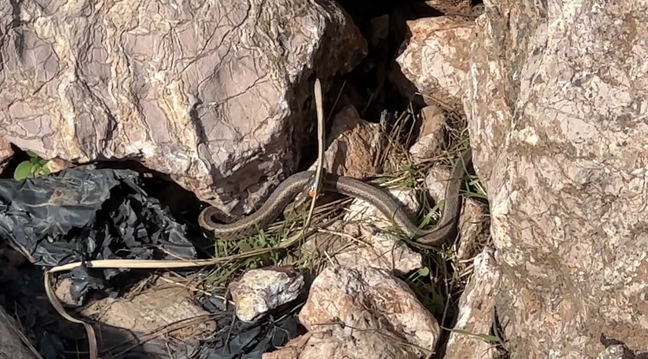 Brezilya’nın ‘Yılan Adası’ değil Yüksekova
