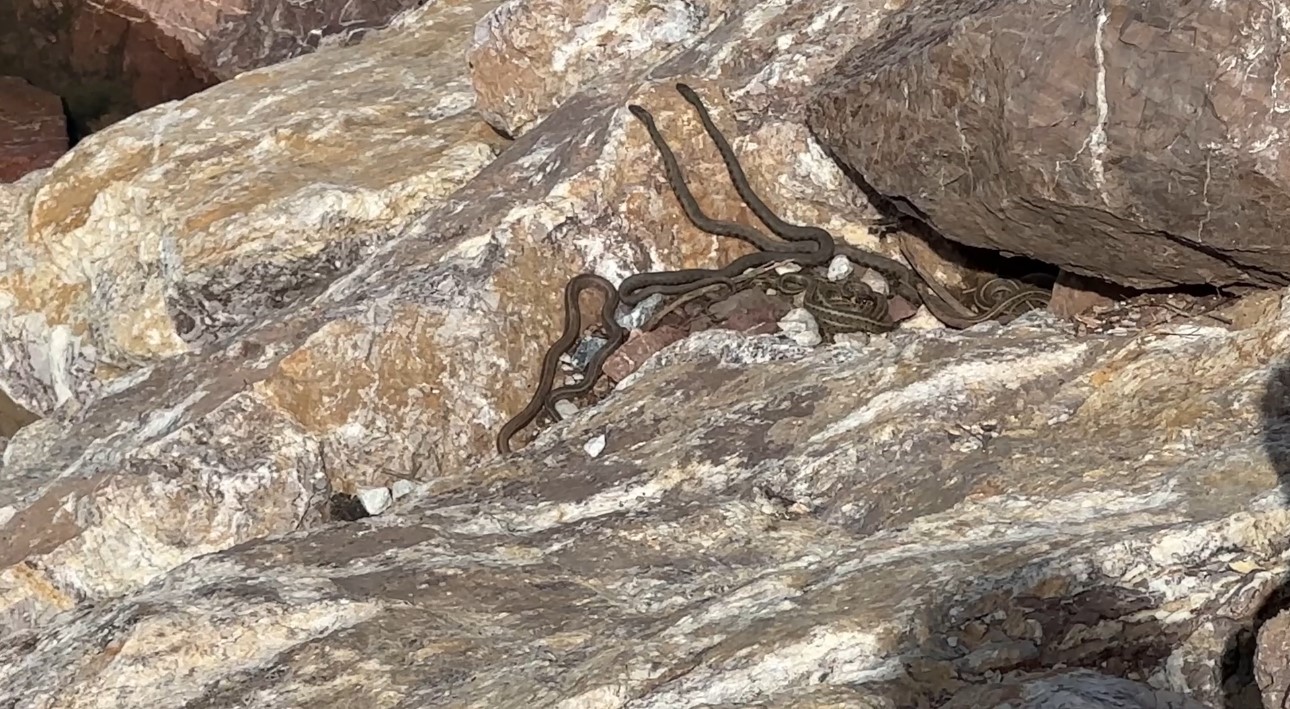 Brezilya’nın ‘Yılan Adası’ değil Yüksekova
