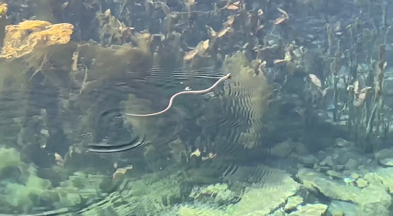 Brezilya’nın ‘Yılan Adası’ değil Yüksekova
