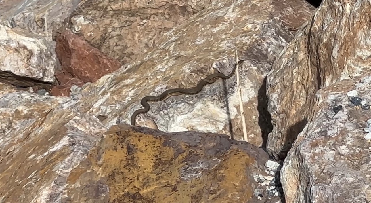 Brezilya’nın ‘Yılan Adası’ değil Yüksekova
