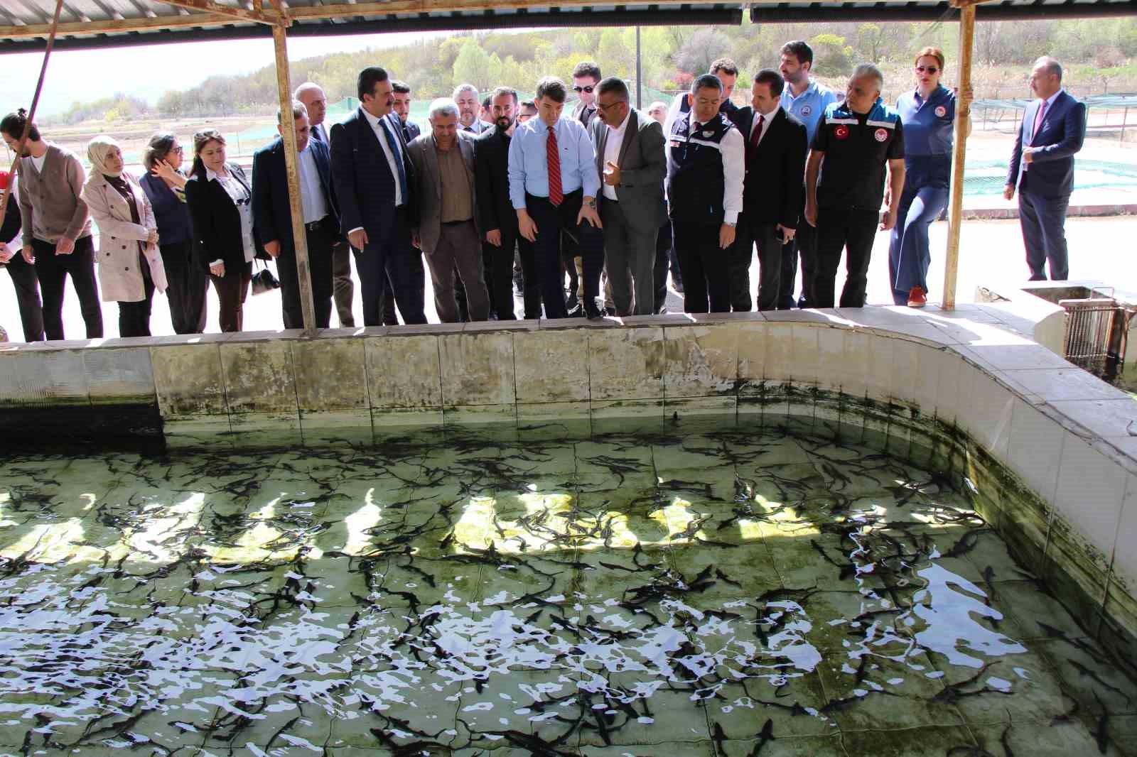 Bu balığın havyarı ’siyah inci’: Karadeniz’e 8 bin adet dağıtılacak, çiple takip edilecek
