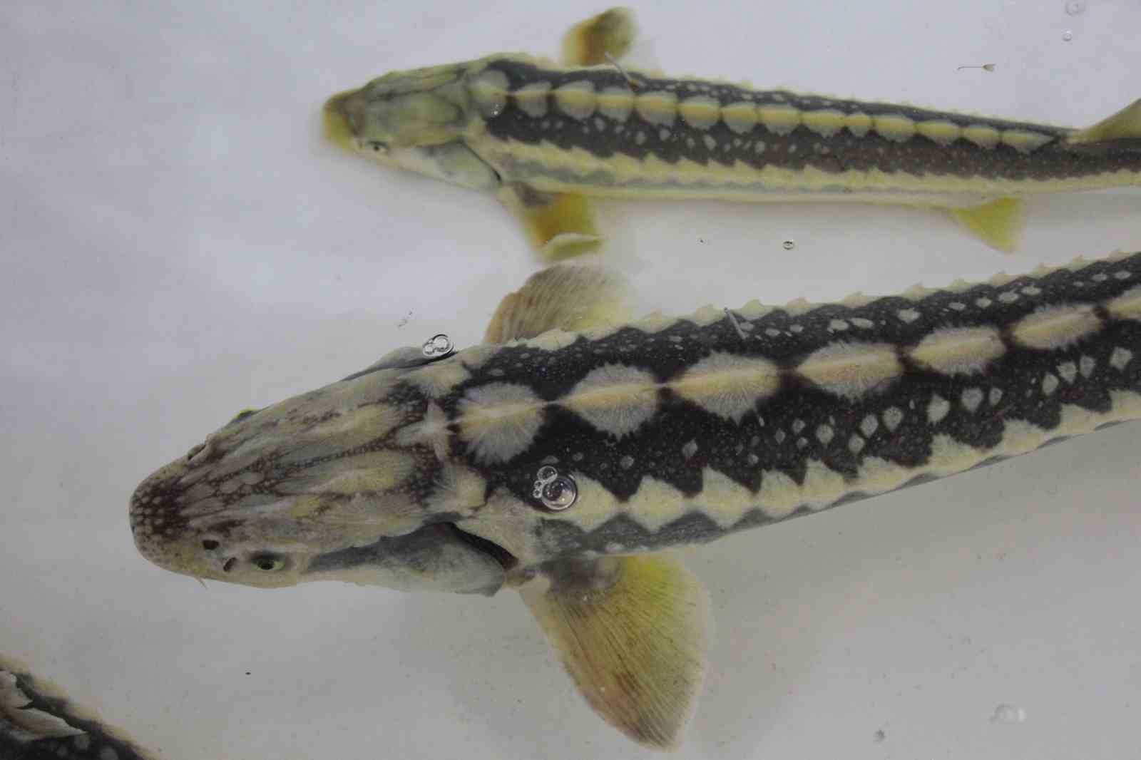 Bu balığın havyarı ’siyah inci’: Karadeniz’e 8 bin adet dağıtılacak, çiple takip edilecek
