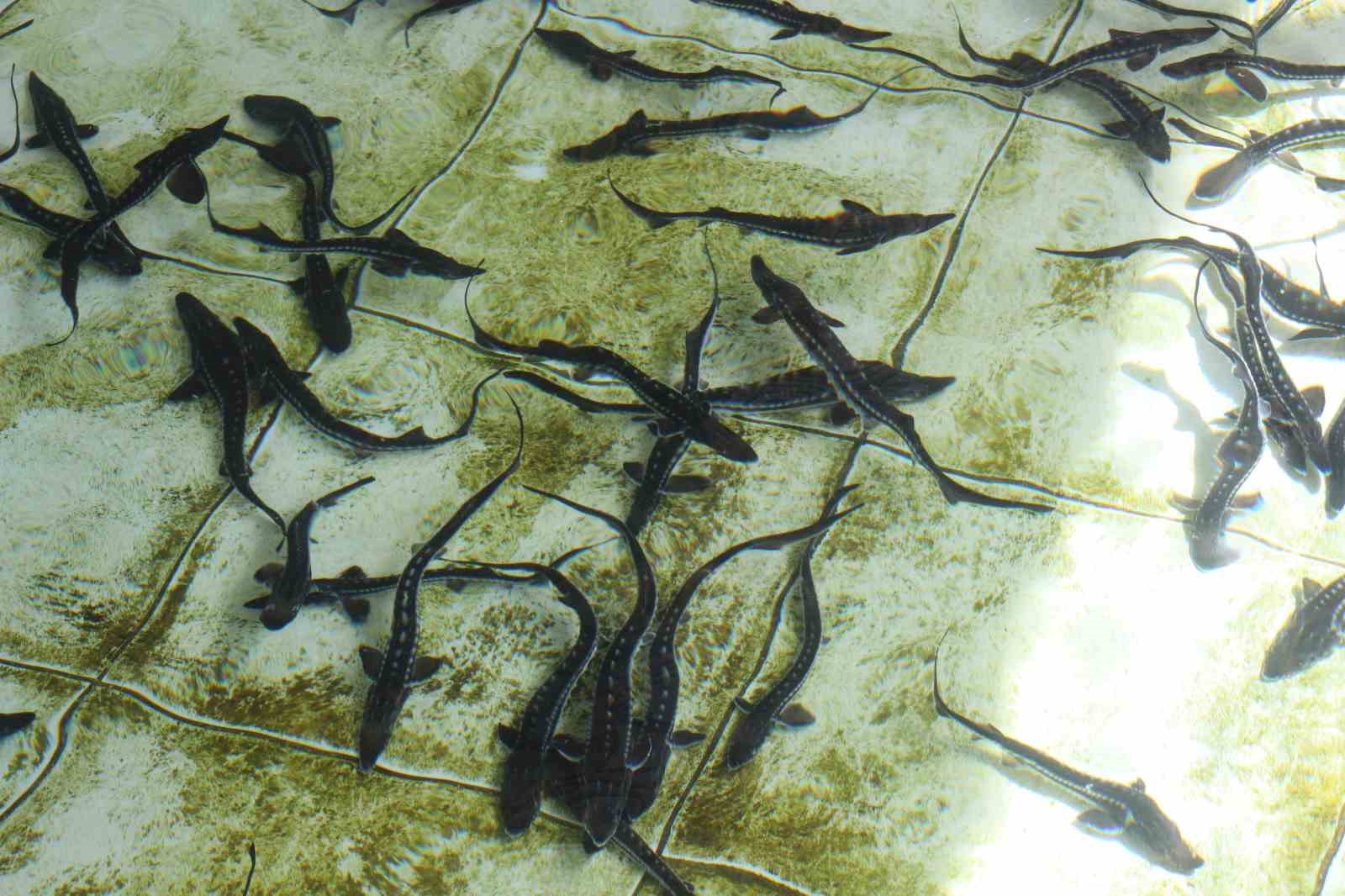 Bu balığın havyarı ’siyah inci’: Karadeniz’e 8 bin adet dağıtılacak, çiple takip edilecek
