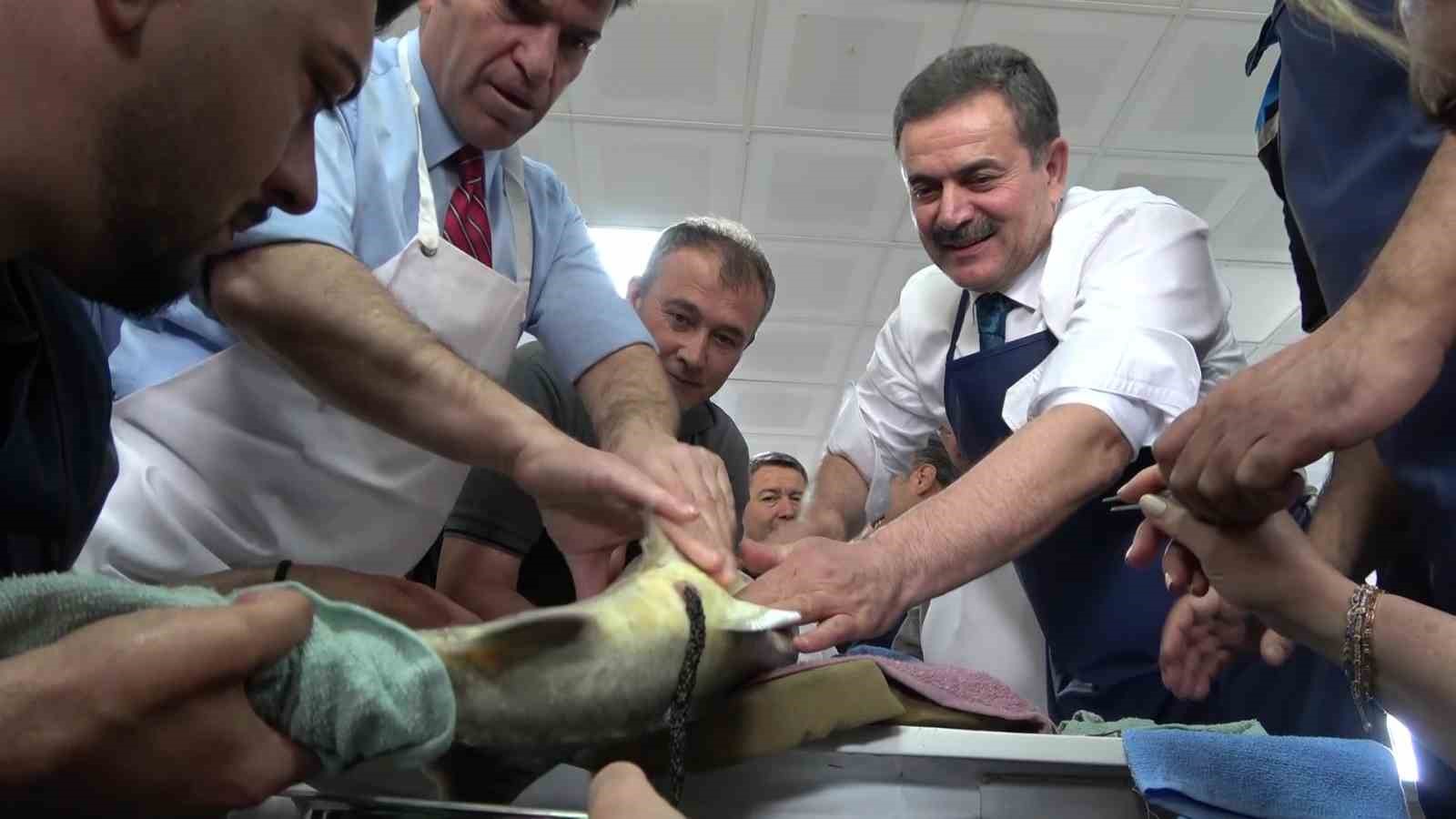 Bu balığın havyarı ’siyah inci’: Karadeniz’e 8 bin adet dağıtılacak, çiple takip edilecek
