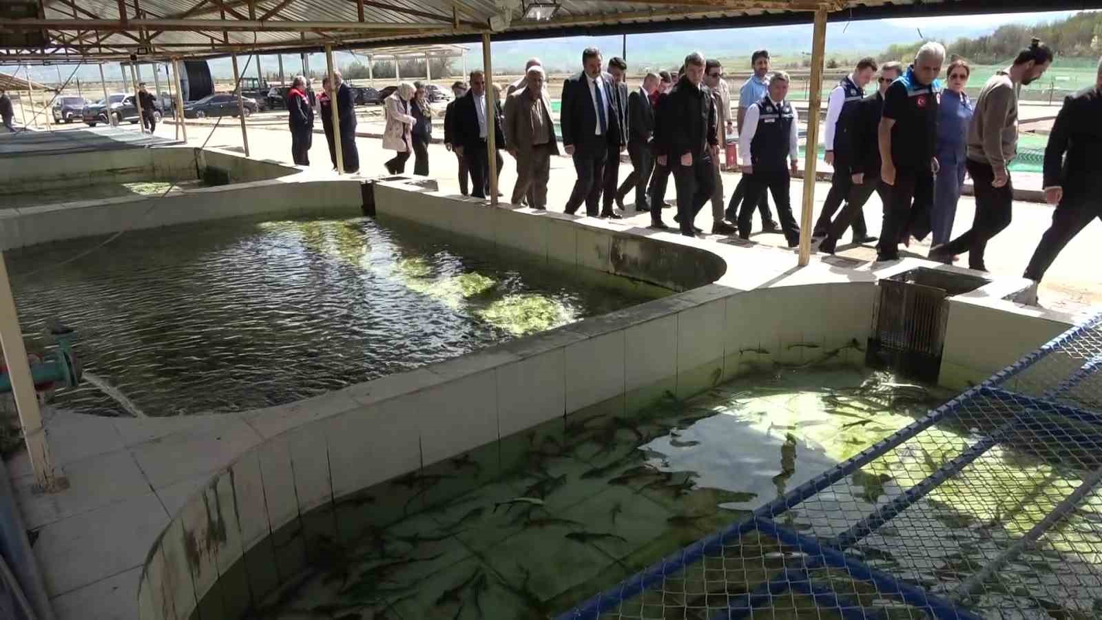 Bu balığın havyarı ’siyah inci’: Karadeniz’e 8 bin adet dağıtılacak, çiple takip edilecek
