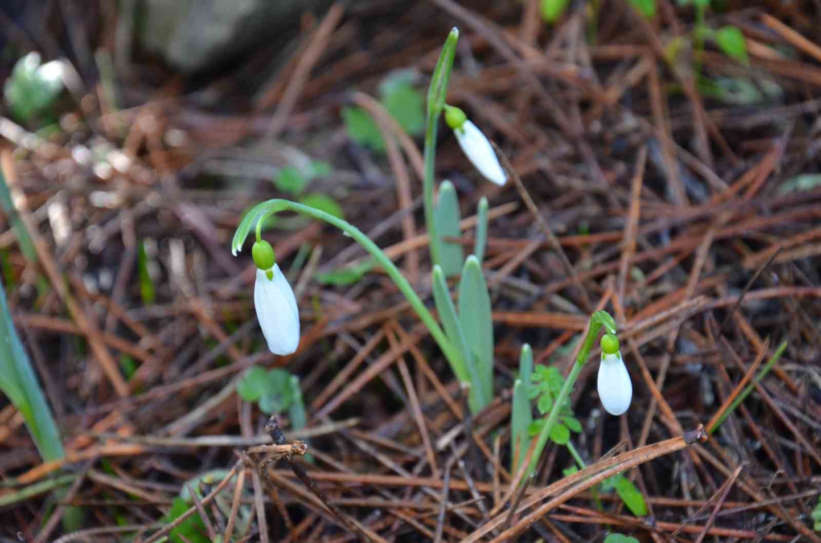 Bu çiçeği koparmanın bedeli dudak uçuklatıyor
