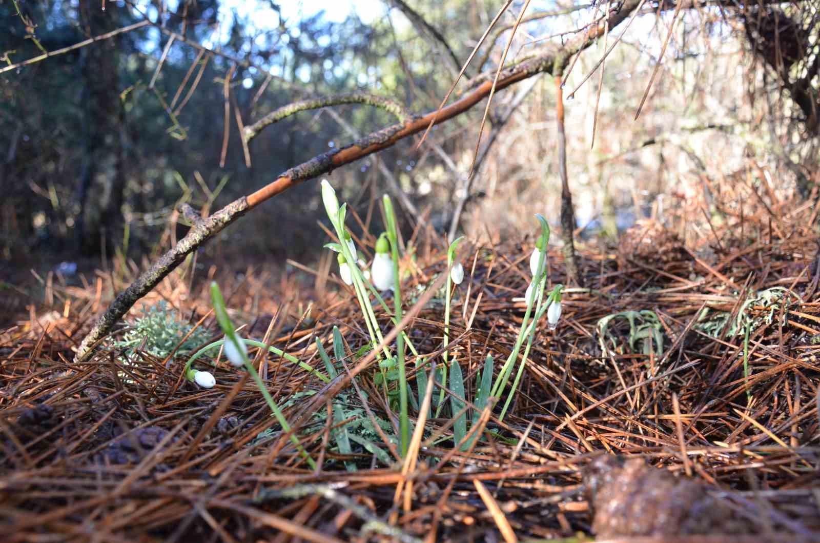 Bu çiçeği koparmanın bedeli dudak uçuklatıyor
