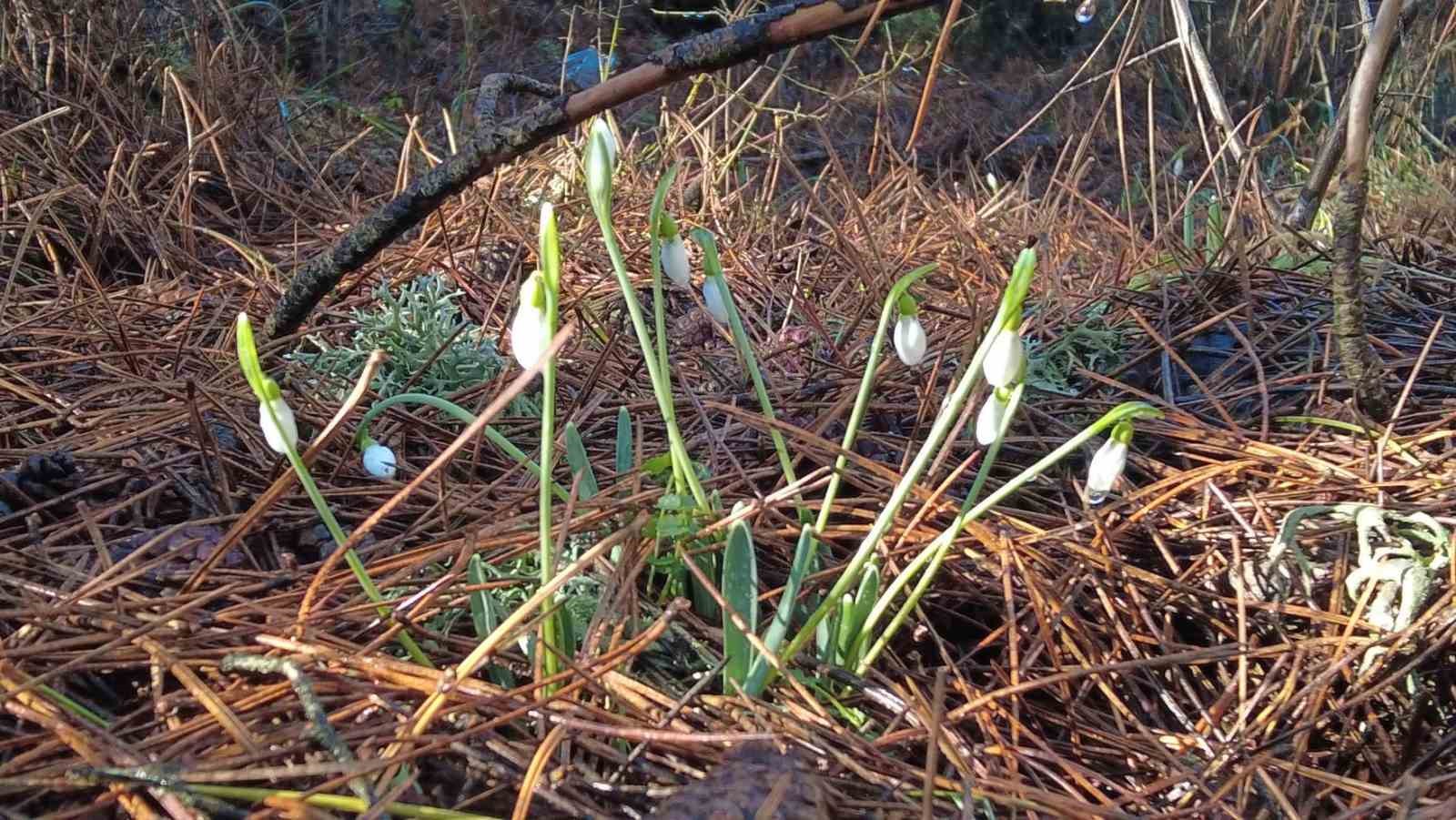 Bu çiçeği koparmanın bedeli dudak uçuklatıyor
