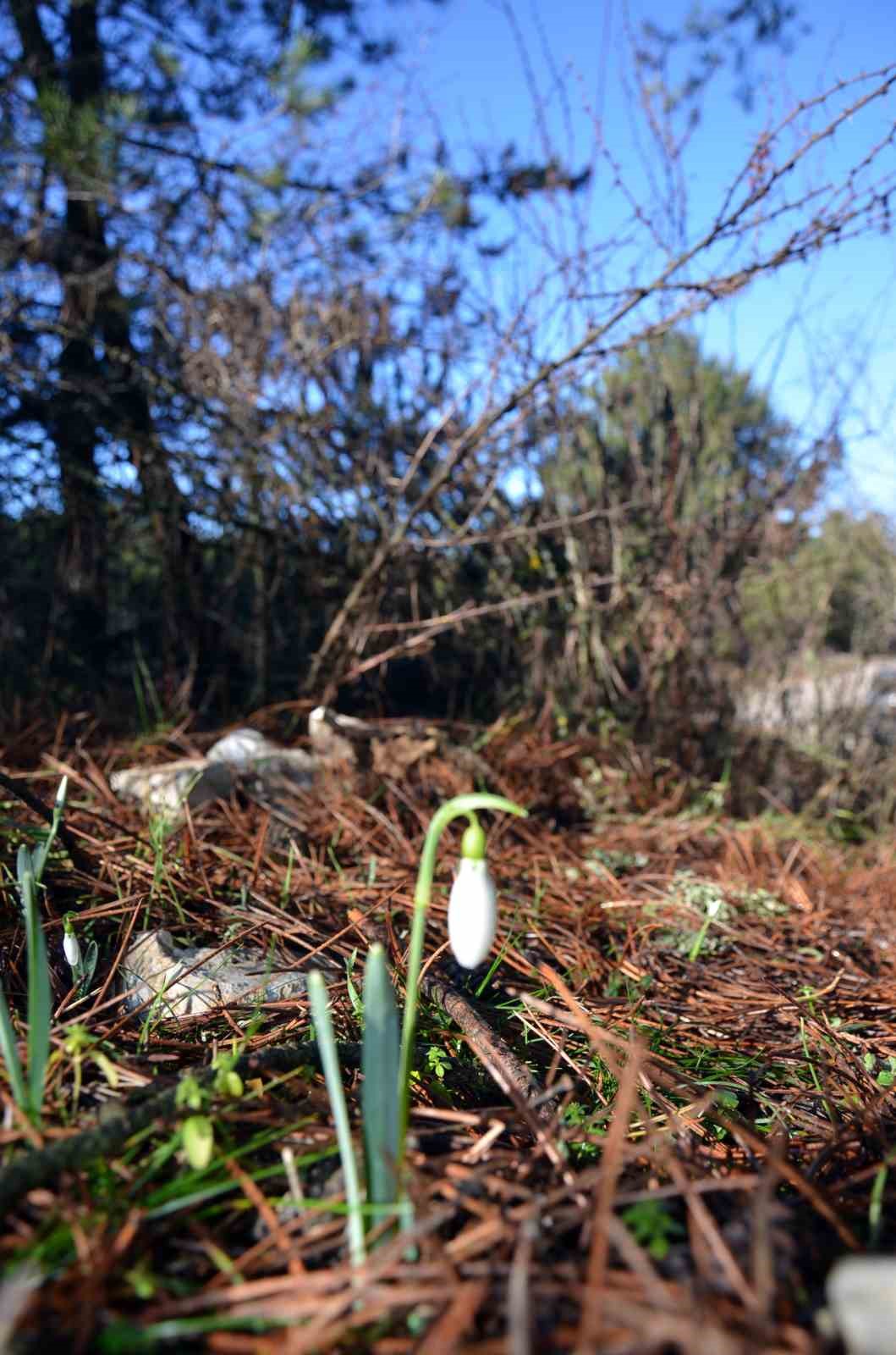 Bu çiçeği koparmanın bedeli dudak uçuklatıyor

