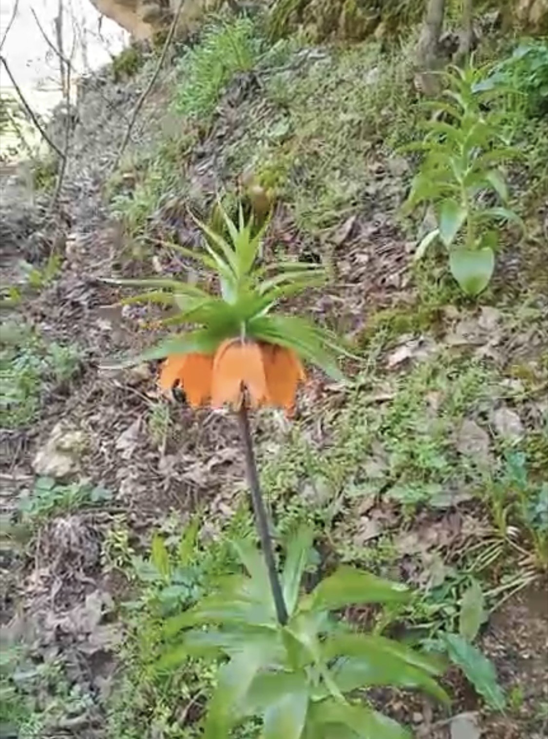 Bu çiçeği koparmanın cezası ikinci el araba fiyatını geçiyor
