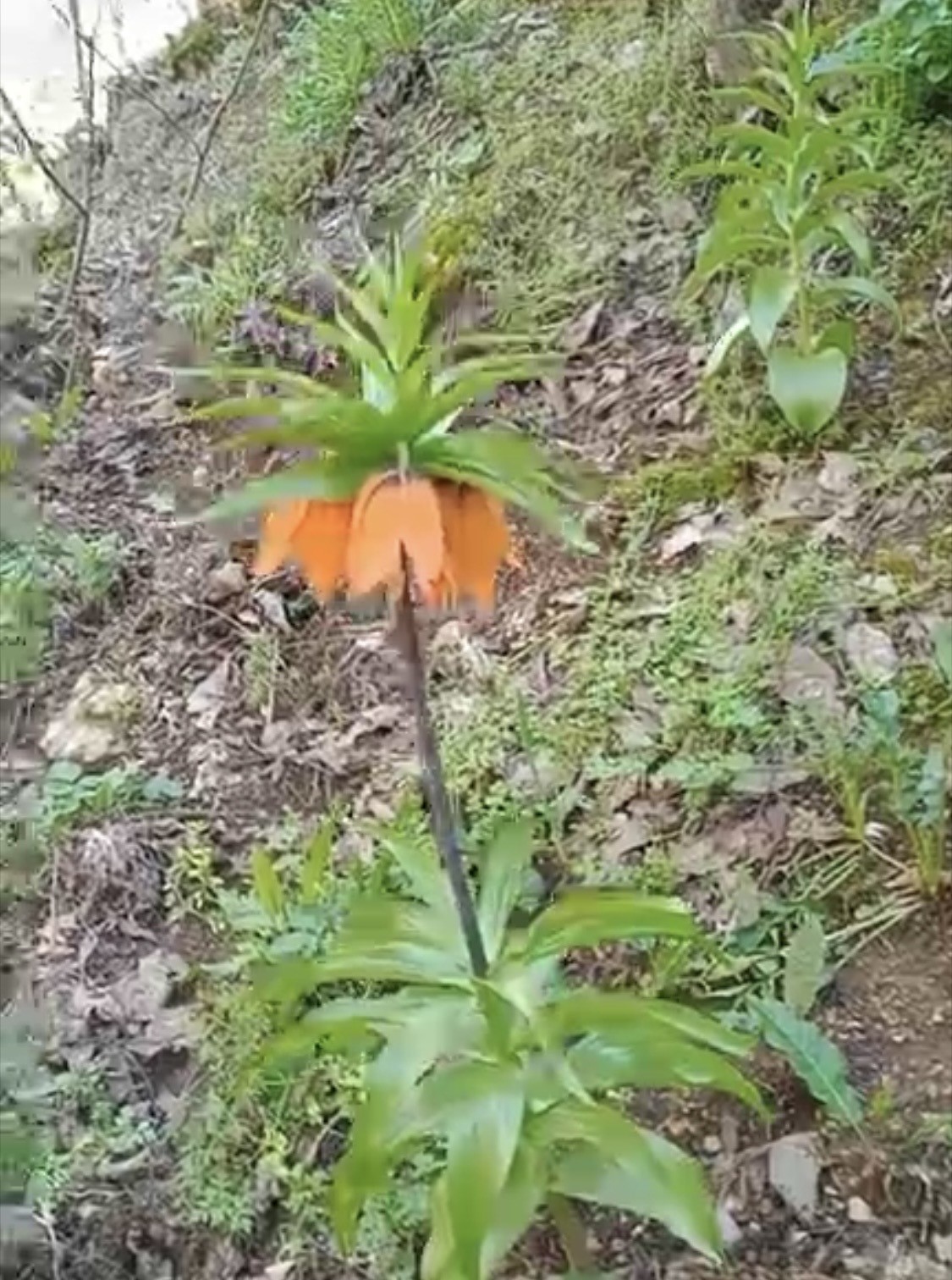 Bu çiçeği koparmanın cezası ikinci el araba fiyatını geçiyor
