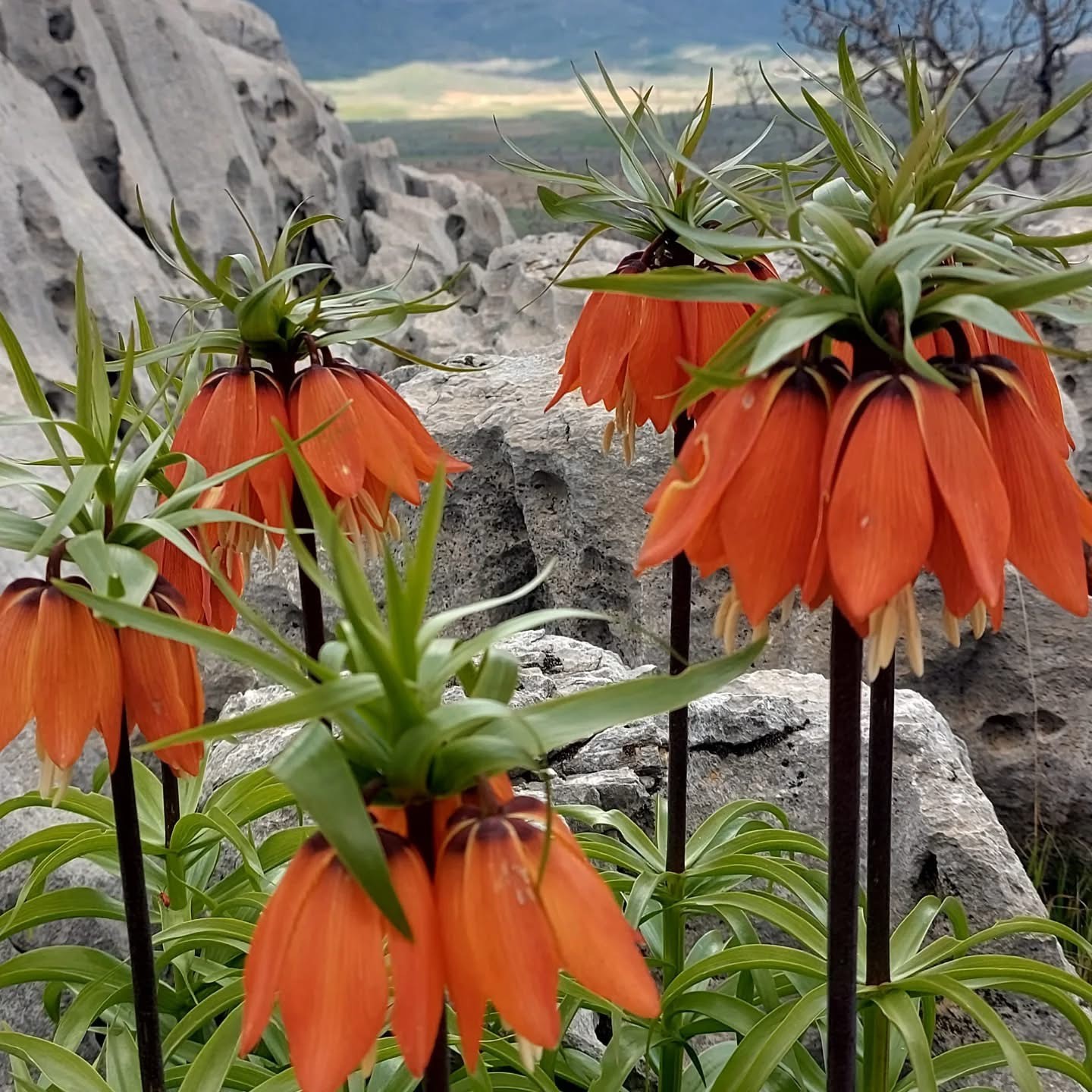 Bu çiçekleri koparmanın cezası 700 bin lirayı buluyor
