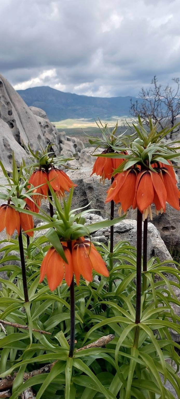 Bu çiçekleri koparmanın cezası 700 bin lirayı buluyor
