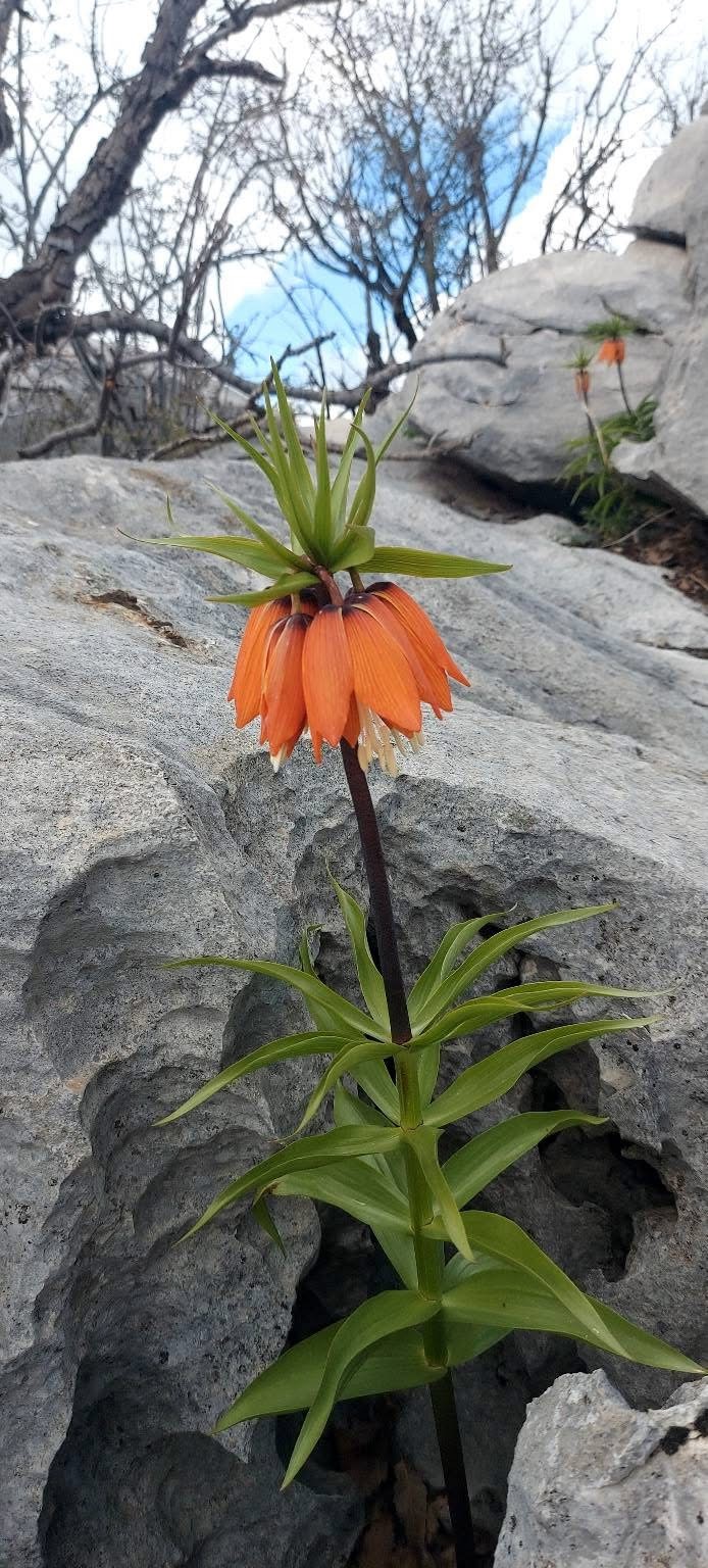 Bu çiçekleri koparmanın cezası 700 bin lirayı buluyor
