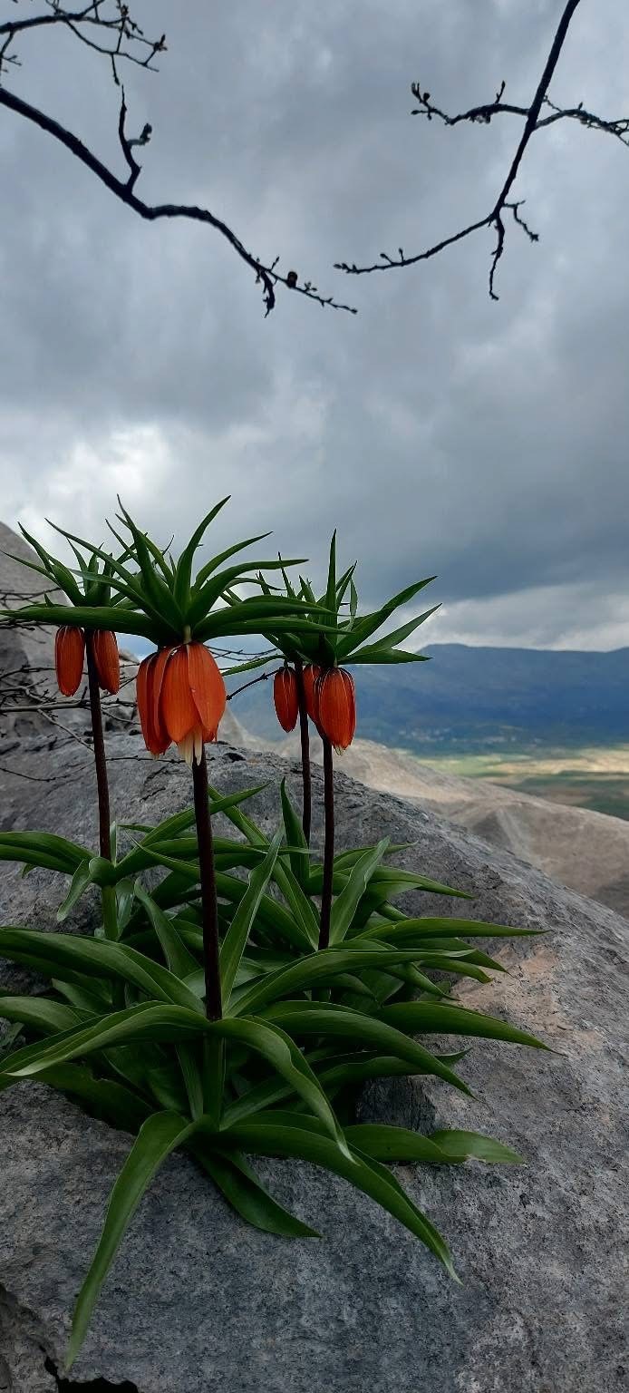 Bu çiçekleri koparmanın cezası 700 bin lirayı buluyor
