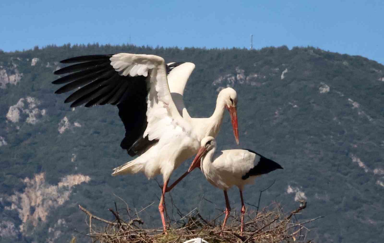 Bu da Leyleğin hırsızı
