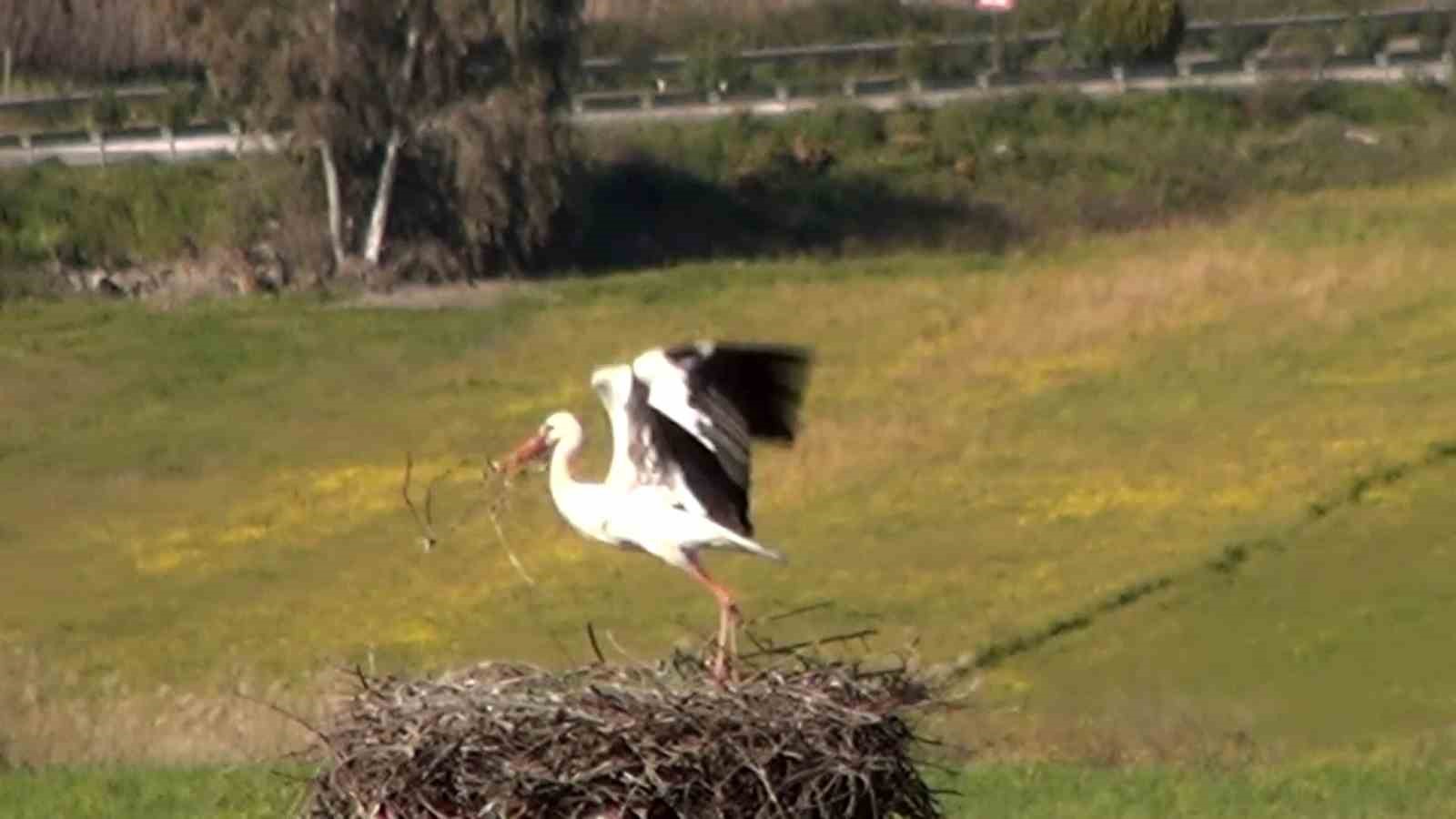Bu da Leyleğin hırsızı
