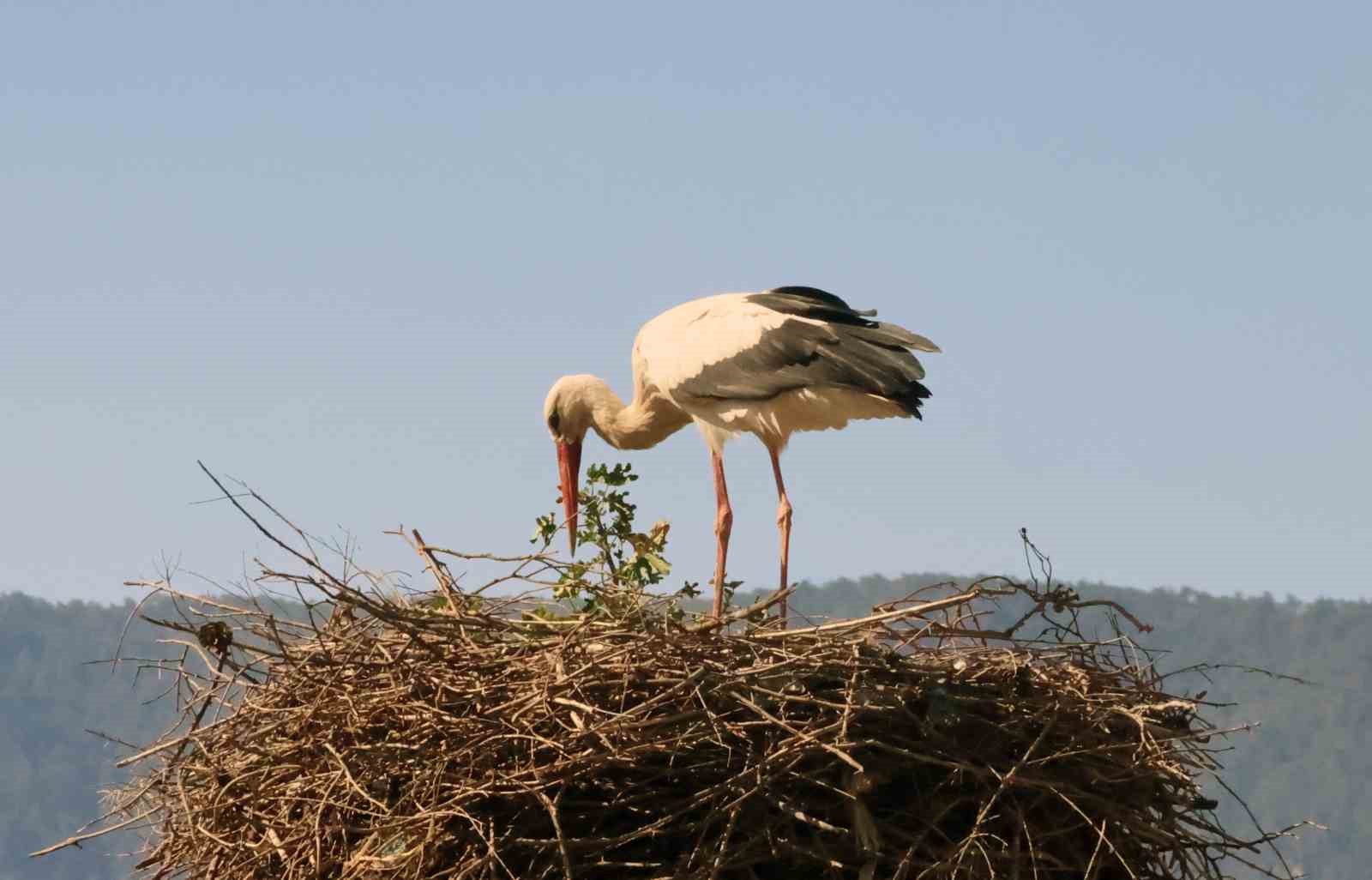 Bu da Leyleğin hırsızı
