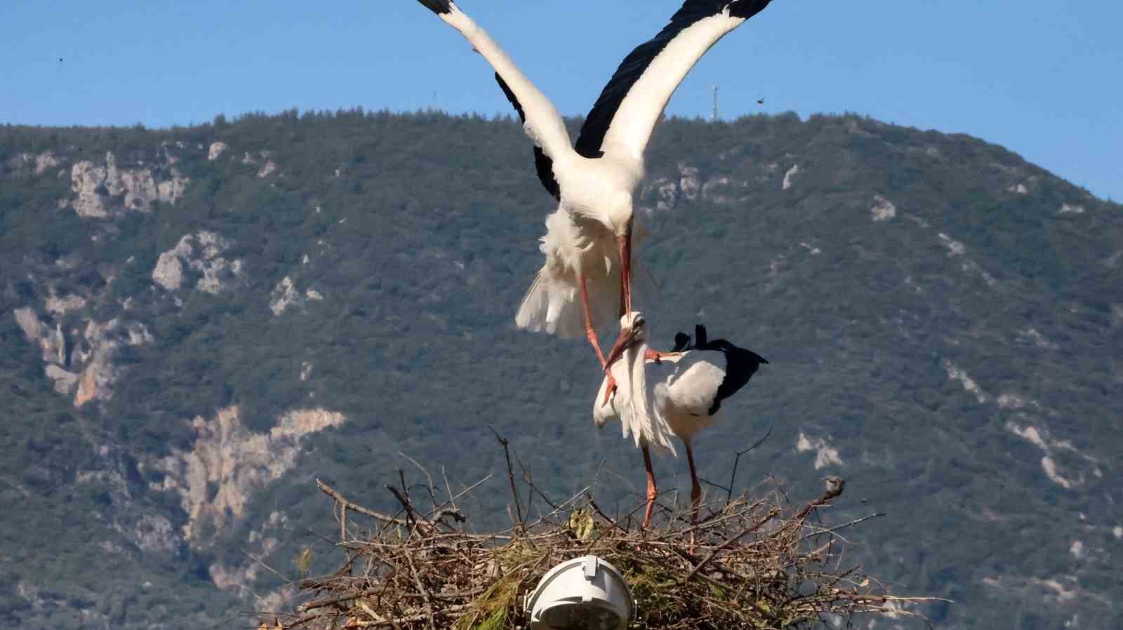 Bu da Leyleğin hırsızı
