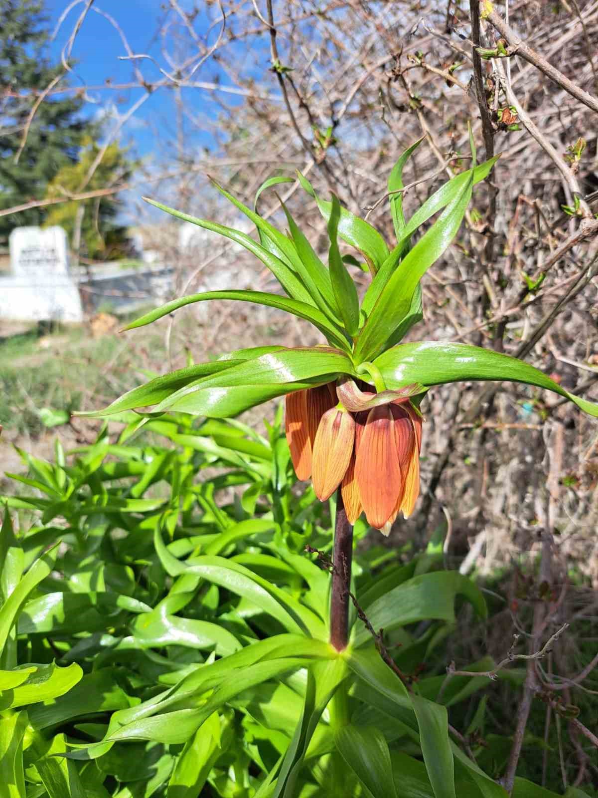 Bu laleleri gözleri gibi koruyorlar
