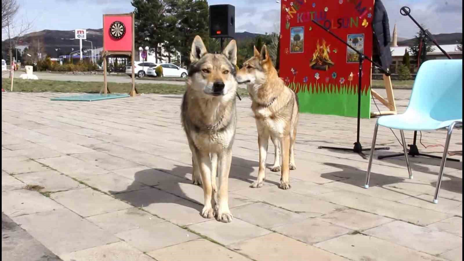 Bu Nevruz diğerlerinden farklı: Kurtlar alanda gezdi, şahin havada uçtu
Bu Nevruz diğerlerinden farklı: Kurtlar alanda gezdi, şahin havada uçtu