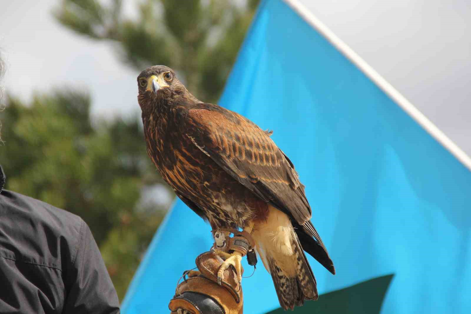Bu Nevruz diğerlerinden farklı: Kurtlar alanda gezdi, şahin havada uçtu
Bu Nevruz diğerlerinden farklı: Kurtlar alanda gezdi, şahin havada uçtu