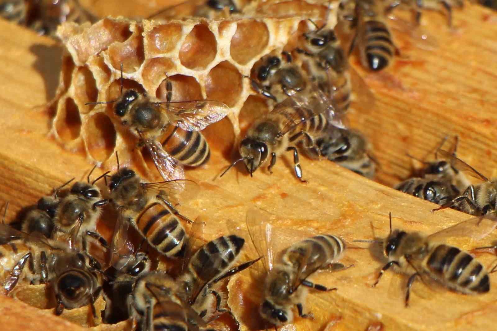 Bu seçimde kazananı ’arılar’ belirleyecek
