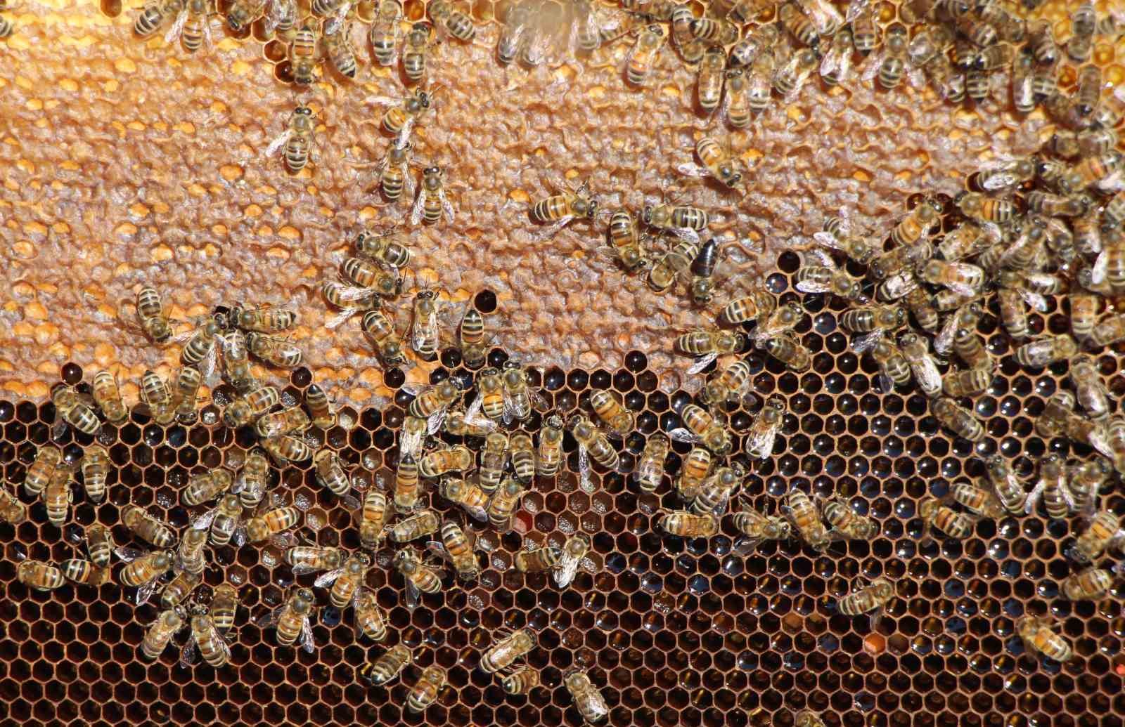 Bu seçimde kazananı ’arılar’ belirleyecek
