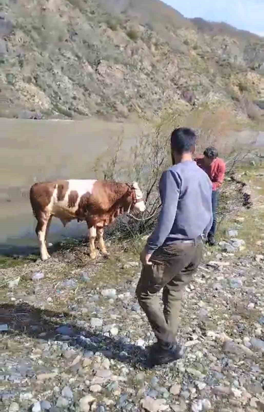 Bu sefer balık değil tosun yakaladılar
